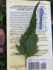 Eupatorium serotinum