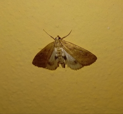 Parapoynx stratiotata