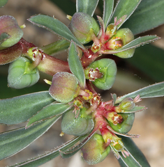 Euphorbia exstipulata