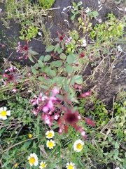 Lopezia racemosa