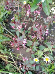 Lopezia racemosa