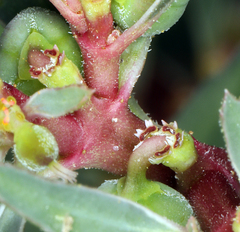 Euphorbia exstipulata