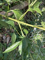 Eupatorium serotinum
