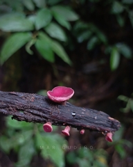 Phillipsia subpurpurea