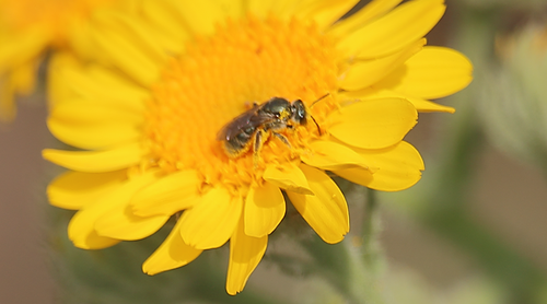 Halictillus