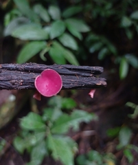 Phillipsia subpurpurea