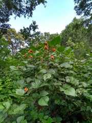 Erythrina breviflora