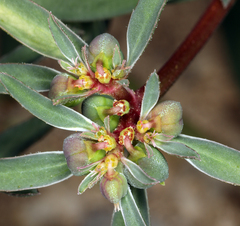 Euphorbia exstipulata