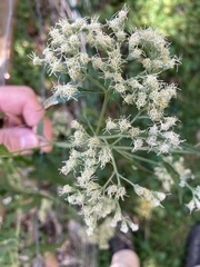 Eupatorium serotinum