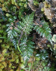 Polystichum vestitum