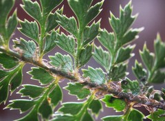 Polystichum vestitum