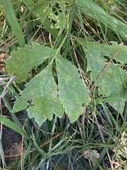 Rudbeckia laciniata