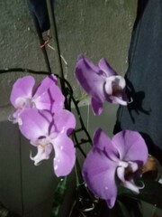 Phalaenopsis