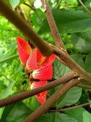 Erythrina breviflora