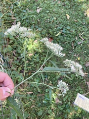 Eupatorium serotinum