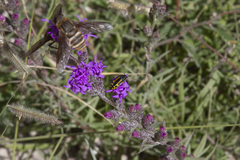 Acmaeodera scalaris