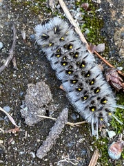 Lophocampa roseata