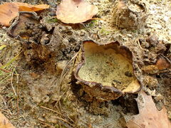 Scleroderma septentrionale