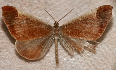 Macrosoma bahiata