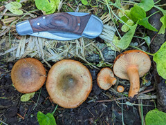 Lactarius aurantiosordidus