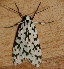Eucereon tigrata