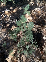 Chamaebatia foliolosa