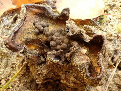 Scleroderma septentrionale