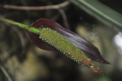 Anthurium protensum