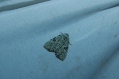 Leuconycta diphteroides