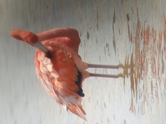Phoenicopterus ruber