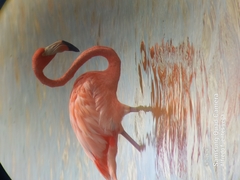 Phoenicopterus ruber