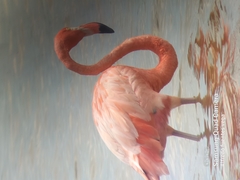 Phoenicopterus ruber