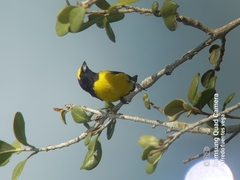 Euphonia affinis
