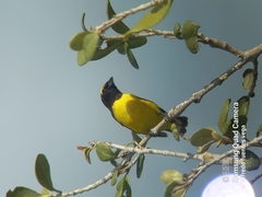 Euphonia affinis