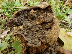 Scleroderma septentrionale