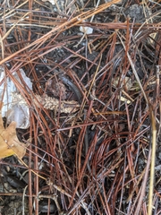 Caudata