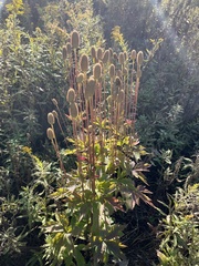 Anemone cylindrica