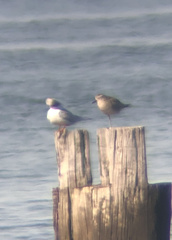 Pluvialis squatarola