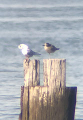 Pluvialis squatarola