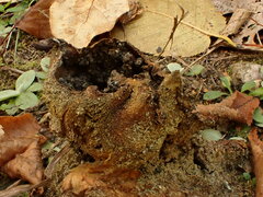 Scleroderma septentrionale