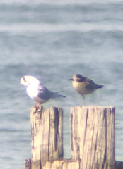 Pluvialis squatarola