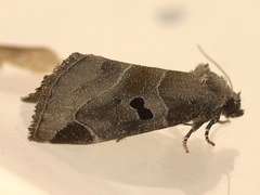 Plagiomimicus pityochromus