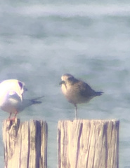 Pluvialis squatarola