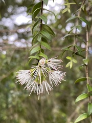 Metrosideros colensoi