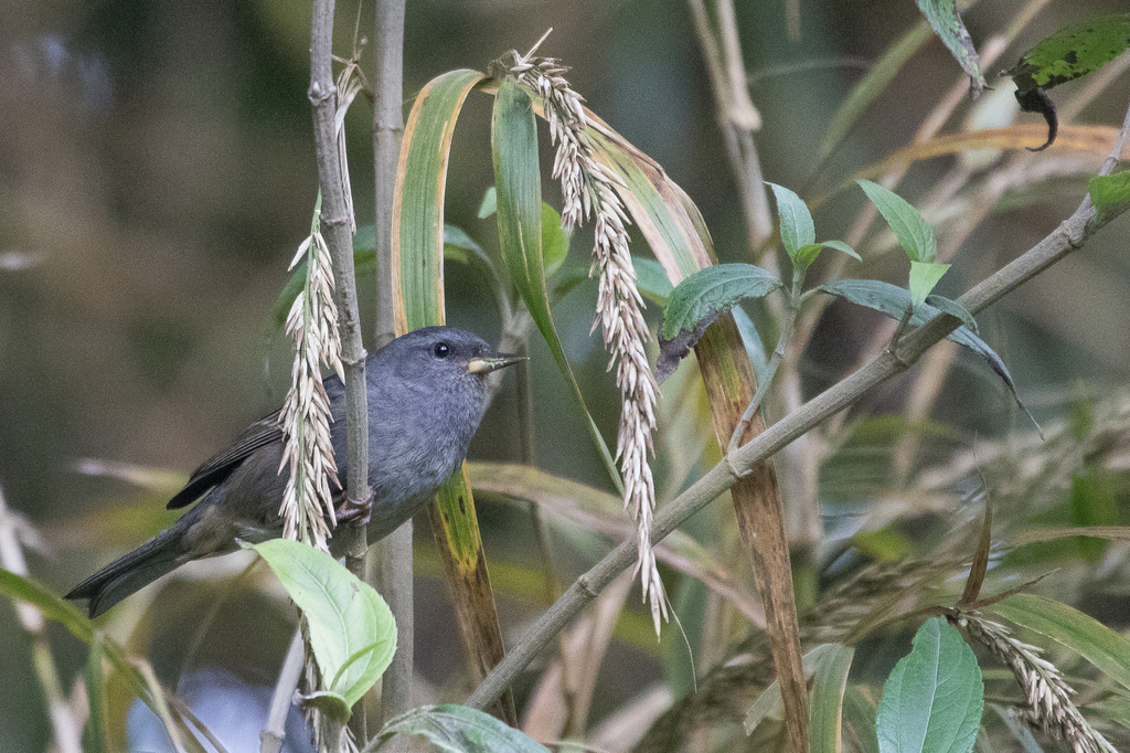 Peg-billed Finch photo