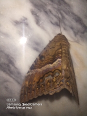 Ascalapha odorata