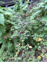 Fuchsia