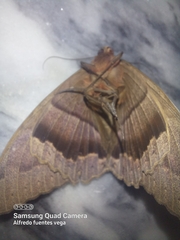 Ascalapha odorata