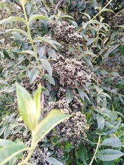 Buddleja parviflora