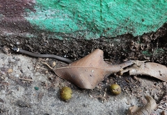 Tantilla bocourti